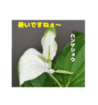 梅雨どきの山野草たちで ご挨拶（個別スタンプ：31）