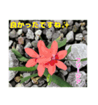 梅雨どきの山野草たちで ご挨拶（個別スタンプ：32）