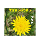 梅雨どきの山野草たちで ご挨拶（個別スタンプ：35）