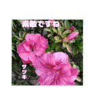 梅雨どきの山野草たちで ご挨拶（個別スタンプ：36）