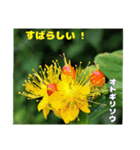 梅雨どきの山野草たちで ご挨拶（個別スタンプ：37）