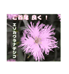 梅雨どきの山野草たちで ご挨拶（個別スタンプ：38）