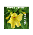 梅雨どきの山野草たちで ご挨拶（個別スタンプ：39）