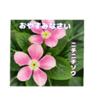 梅雨どきの山野草たちで ご挨拶（個別スタンプ：40）
