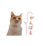 おことらスタンプ（個別スタンプ：1）