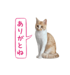 おことらスタンプ（個別スタンプ：5）