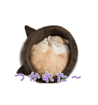 おことらスタンプ（個別スタンプ：6）