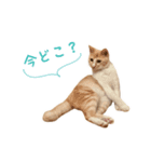 おことらスタンプ（個別スタンプ：7）