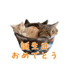 おことらスタンプ（個別スタンプ：9）