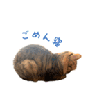 おことらスタンプ（個別スタンプ：10）