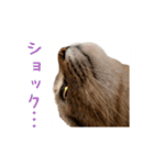 おことらスタンプ（個別スタンプ：11）