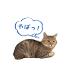 おことらスタンプ（個別スタンプ：12）