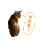 おことらスタンプ（個別スタンプ：14）