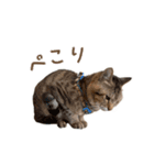 おことらスタンプ（個別スタンプ：15）