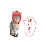 おことらスタンプ（個別スタンプ：16）