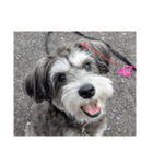 いつも可愛い私の愛犬（個別スタンプ：1）