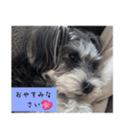 いつも可愛い私の愛犬（個別スタンプ：2）