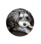 いつも可愛い私の愛犬（個別スタンプ：4）