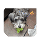 いつも可愛い私の愛犬（個別スタンプ：5）