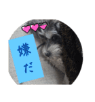 いつも可愛い私の愛犬（個別スタンプ：6）
