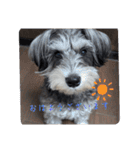いつも可愛い私の愛犬（個別スタンプ：7）
