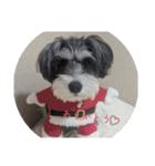 いつも可愛い私の愛犬（個別スタンプ：8）