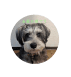 いつも可愛い私の愛犬（個別スタンプ：9）
