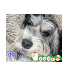 いつも可愛い私の愛犬（個別スタンプ：11）