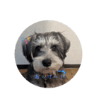 いつも可愛い私の愛犬（個別スタンプ：12）