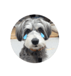 いつも可愛い私の愛犬（個別スタンプ：13）
