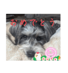 いつも可愛い私の愛犬（個別スタンプ：14）