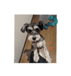 いつも可愛い私の愛犬（個別スタンプ：15）