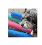 いつも可愛い私の愛犬（個別スタンプ：16）