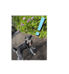 いつも可愛い私の愛犬（個別スタンプ：17）