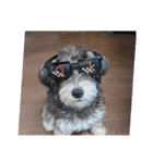 いつも可愛い私の愛犬（個別スタンプ：18）