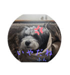 いつも可愛い私の愛犬（個別スタンプ：19）