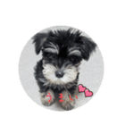 いつも可愛い私の愛犬（個別スタンプ：20）