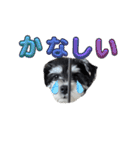 いつも可愛い私の愛犬（個別スタンプ：21）