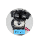 いつも可愛い私の愛犬（個別スタンプ：22）