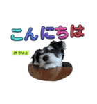 いつも可愛い私の愛犬（個別スタンプ：23）