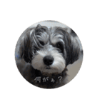 いつも可愛い私の愛犬（個別スタンプ：25）