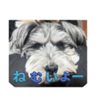 いつも可愛い私の愛犬（個別スタンプ：26）