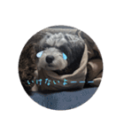 いつも可愛い私の愛犬（個別スタンプ：27）