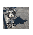 いつも可愛い私の愛犬（個別スタンプ：28）