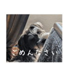 いつも可愛い私の愛犬（個別スタンプ：29）