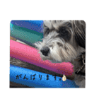 いつも可愛い私の愛犬（個別スタンプ：30）