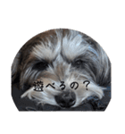 いつも可愛い私の愛犬（個別スタンプ：31）