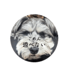 いつも可愛い私の愛犬（個別スタンプ：33）