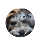 いつも可愛い私の愛犬（個別スタンプ：35）