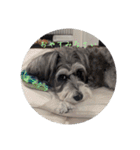 いつも可愛い私の愛犬（個別スタンプ：36）
